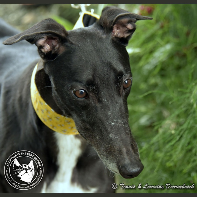 Photo of Charlotte (Jingalong Lottie)