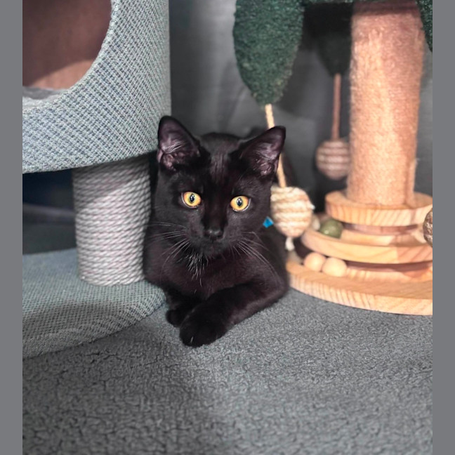 Photo of Cyrus