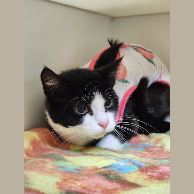 Photo of 🍭 Digby 6680 🍭