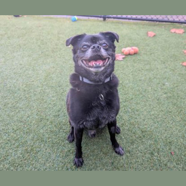 Photo of Cosmo