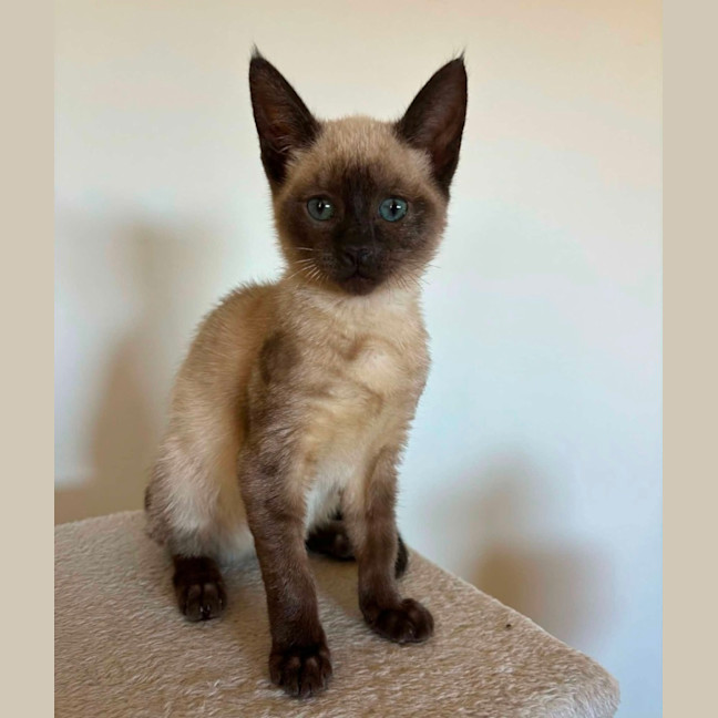 Photo of Annie 