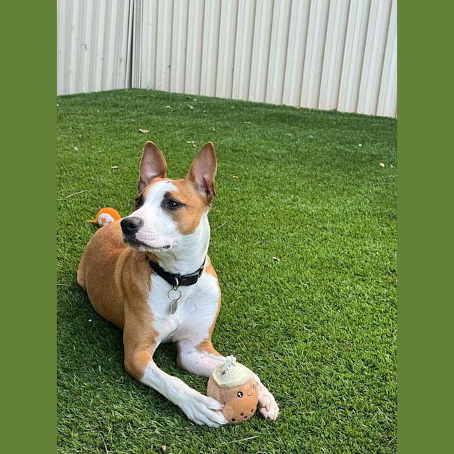 Photo of Ivy