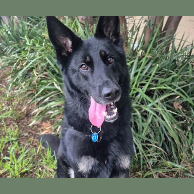 Photo of Rover