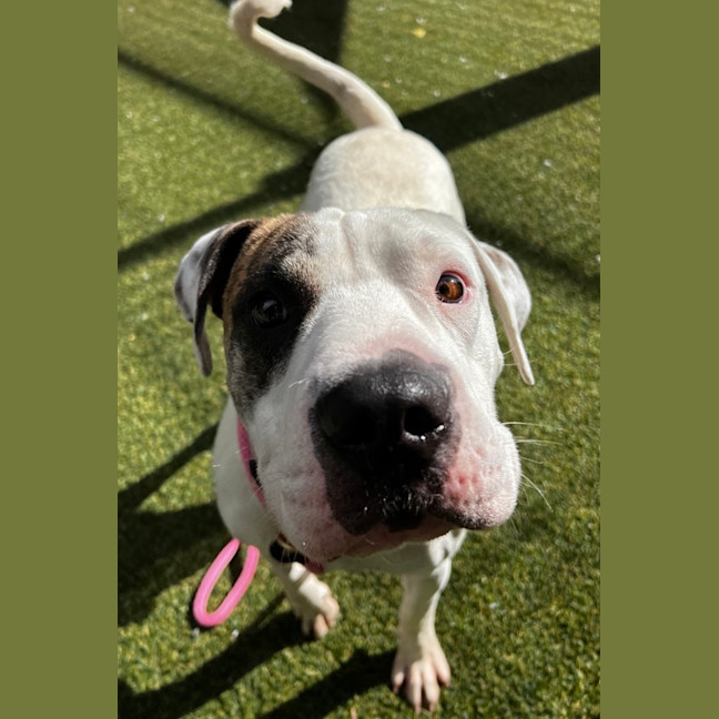 Photo of Patch