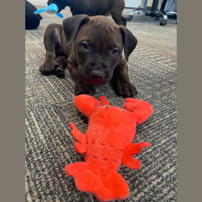 Photo of Hershey