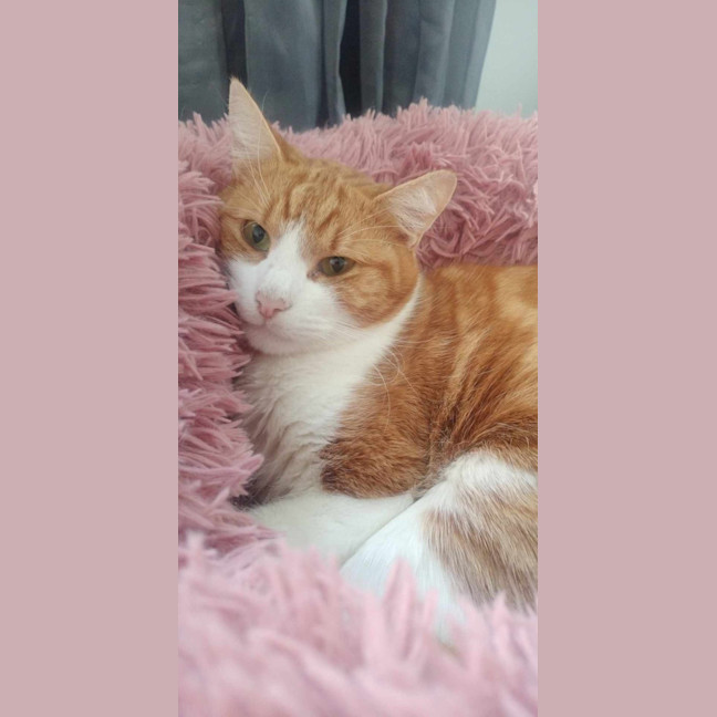 Photo of Gizmo & Boo *9 Lives Project Rescue*