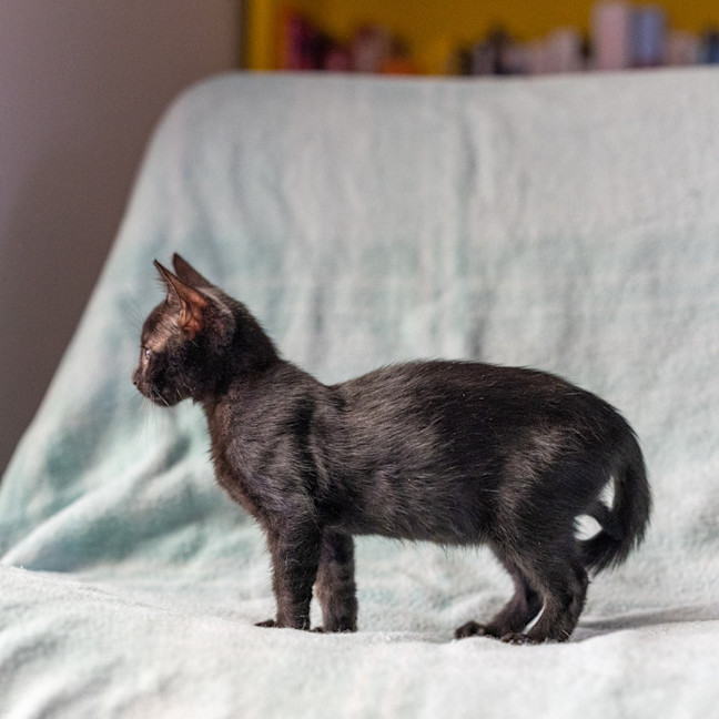 Photo of Fern