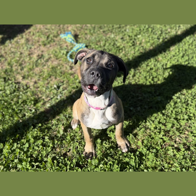 Photo of Nutmeg Imp 1482