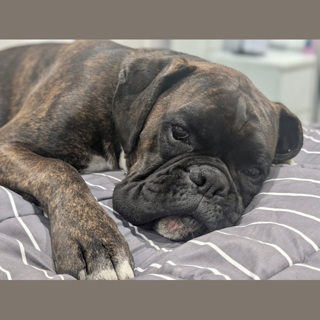Photo of Baxter