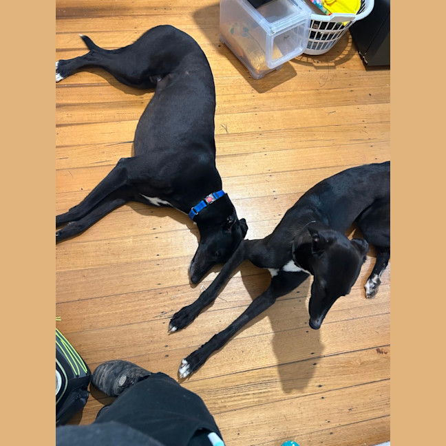 Photo of Duke   Cat Friendly 