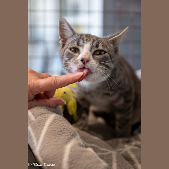 Photo of Mowgli