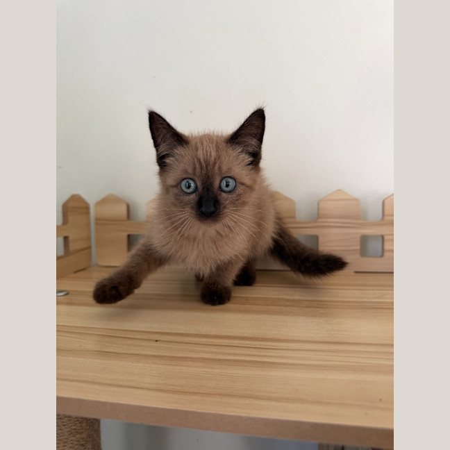 Photo of Latte