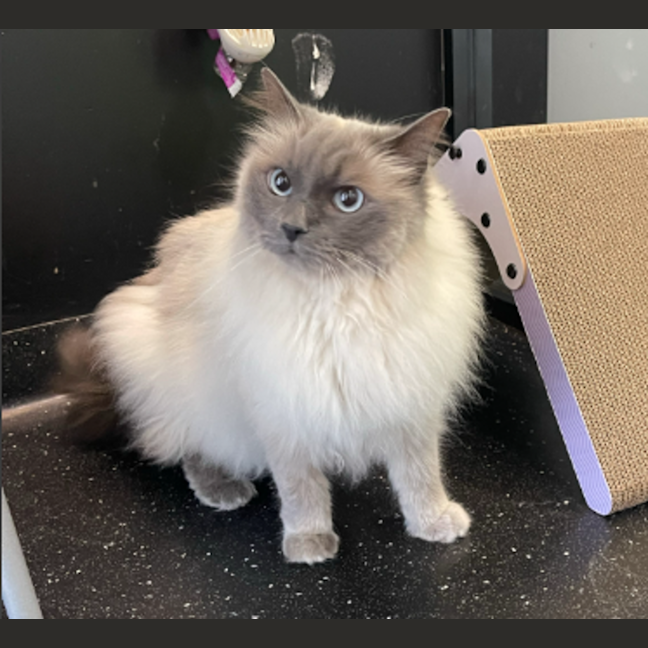 Photo of Thomas