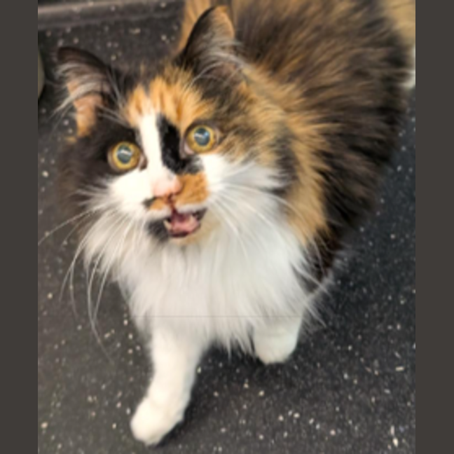 Photo of Double Cheese Burger