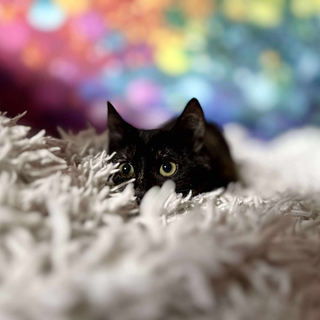 Photo of Vangel   Located In East Brunswick