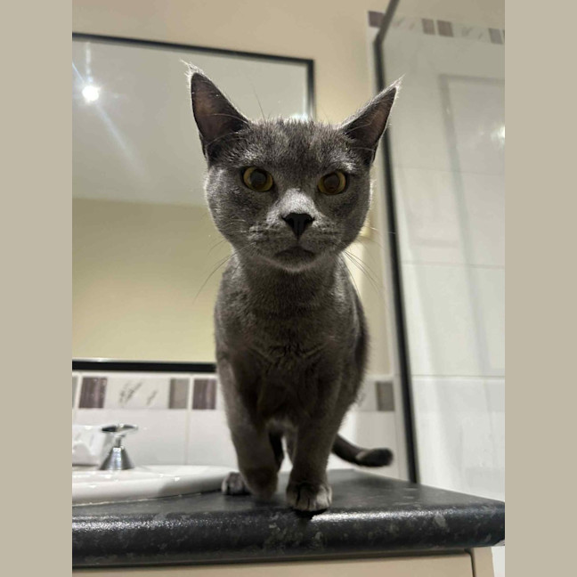 Photo of Forky   Located In Ashburton