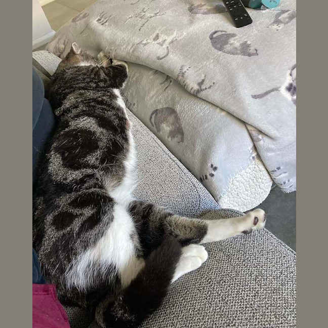 Photo of Toby