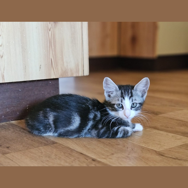 Photo of Archer