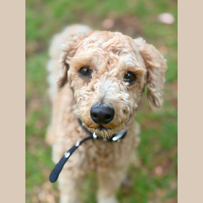 Photo of Little Ted