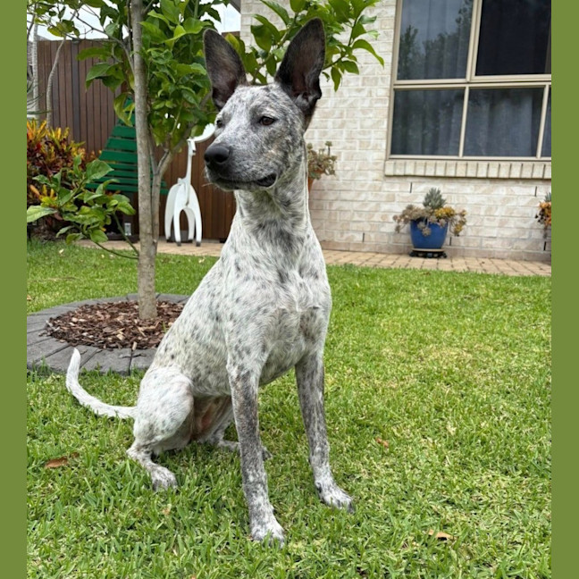 Photo of Trixie *$250 Adoption Fee*