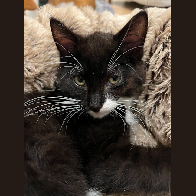 Photo of Boba