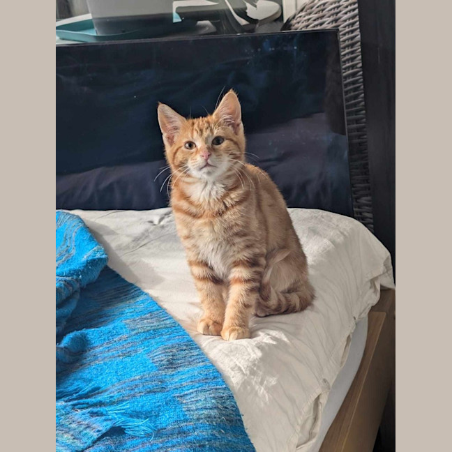 Photo of Fred (Ginger)