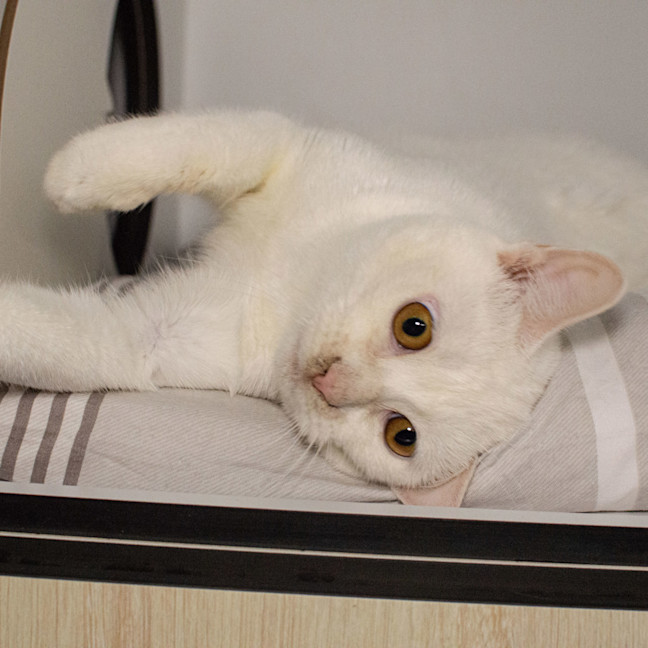 Photo of Marshmallow