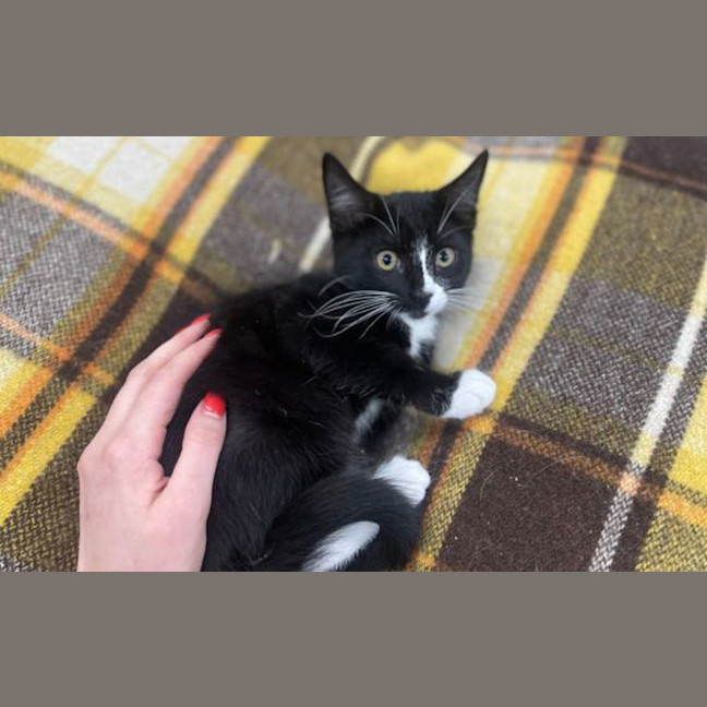 Photo of Magpie