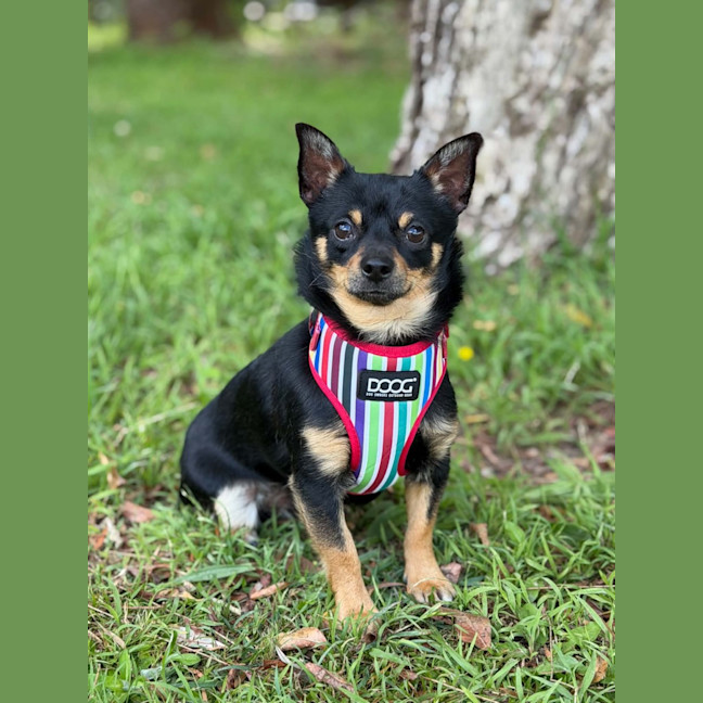 Photo of Bean
