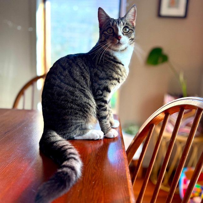 Photo of Lindsay   Located In Westmeadows