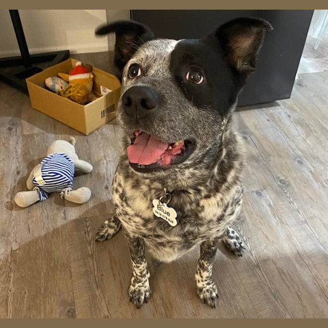 Photo of Bluey