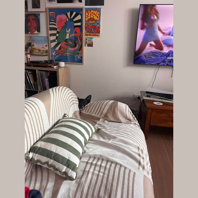 Photo of Bingo, The Greyhound