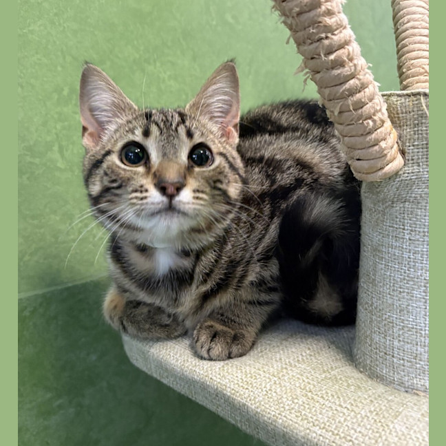 Photo of Muffin