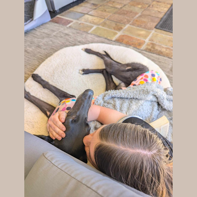 Photo of Bronte, Young Greyhound