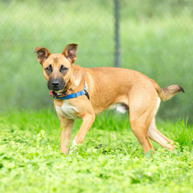 Photo of Roscoe