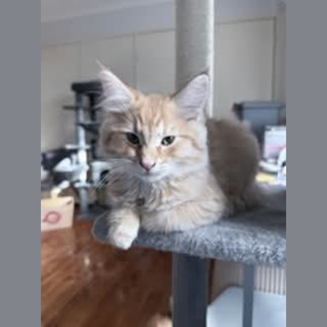 Photo of Gravy *9 Lives Project Rescue*