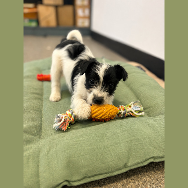 Photo of Pip