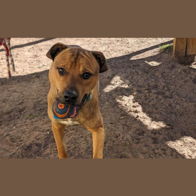 Photo of Rocco