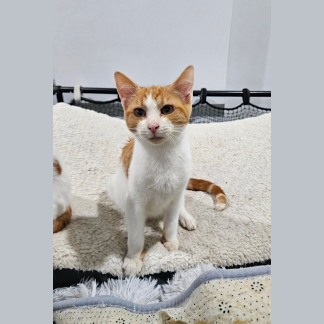 Photo of Ollie