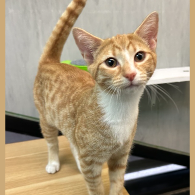 Photo of Mango