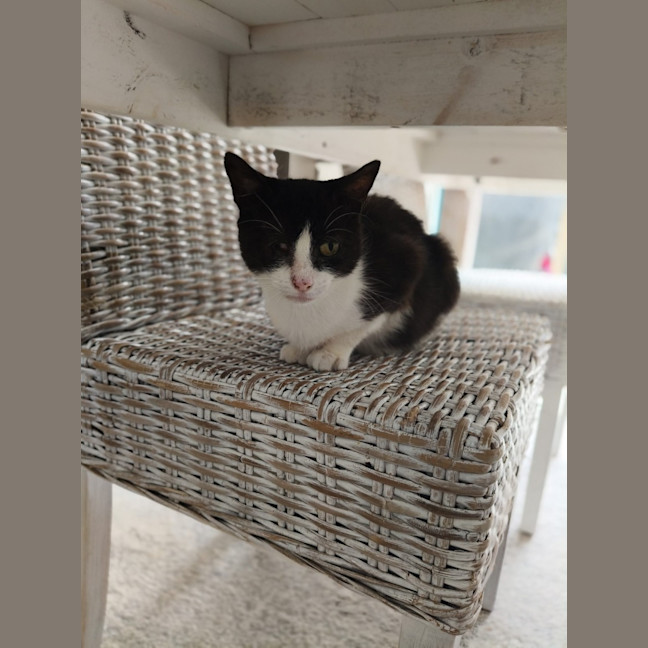 Photo of Lucky