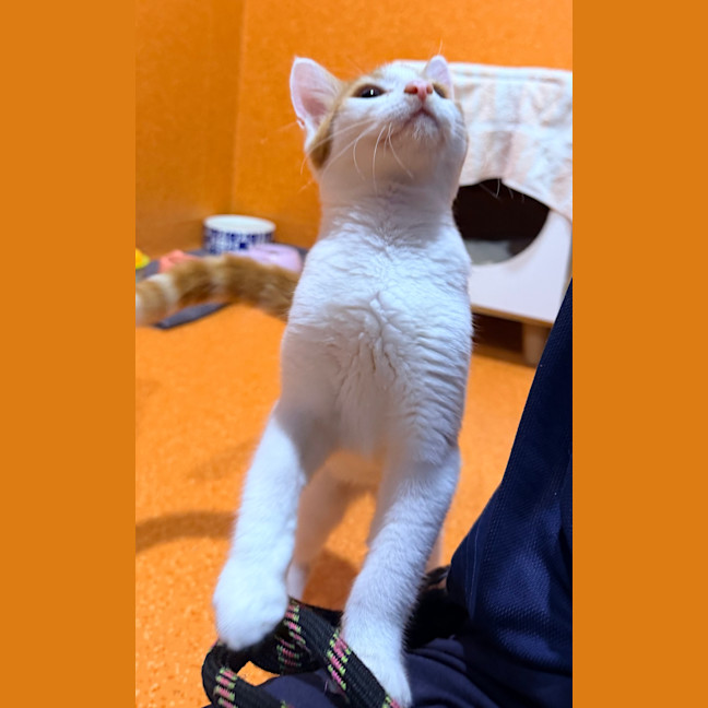 Photo of Speedy Gonzales