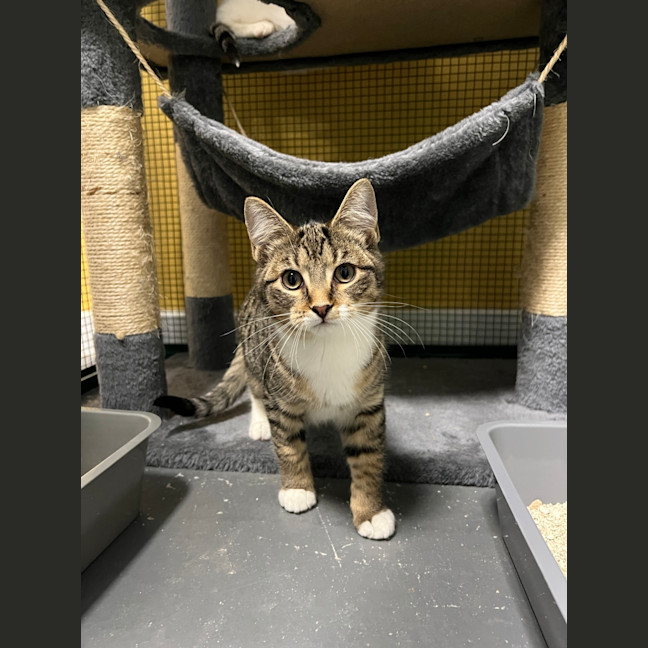 Photo of Whiskey