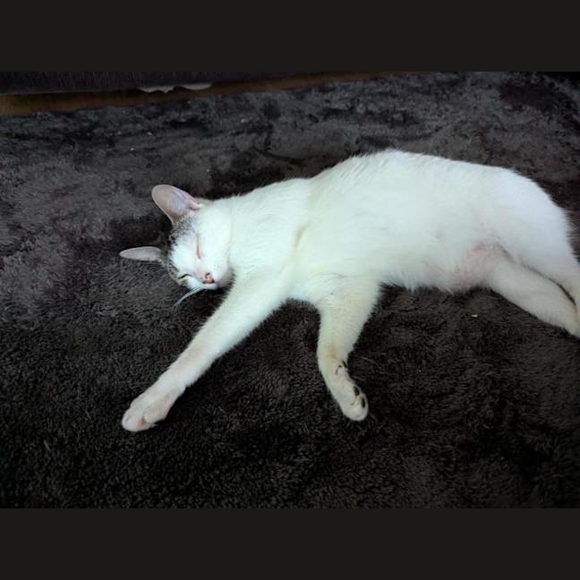 Photo of Simba