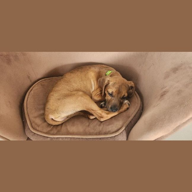 Photo of Paisley   5 Month Old Kelpie X Jack Russell