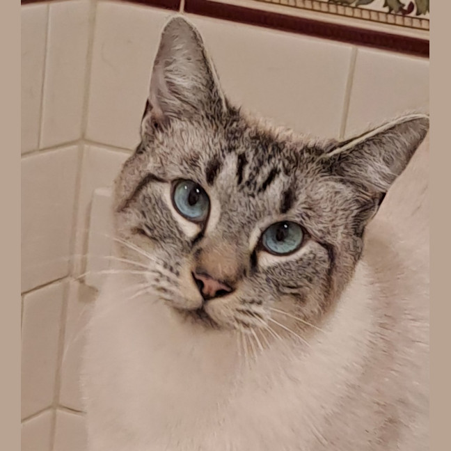 Photo of Gracie