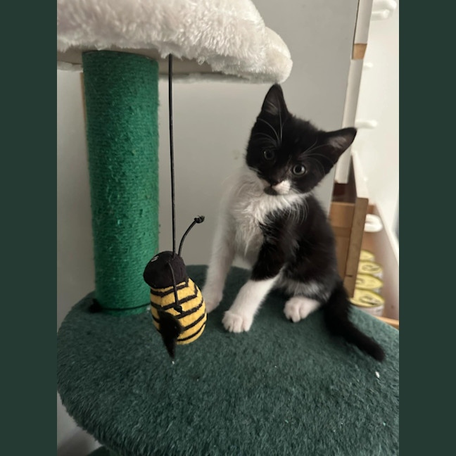 Photo of Checkers