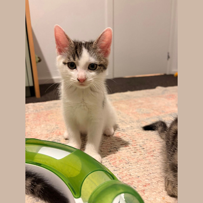 Photo of Lil' Todd