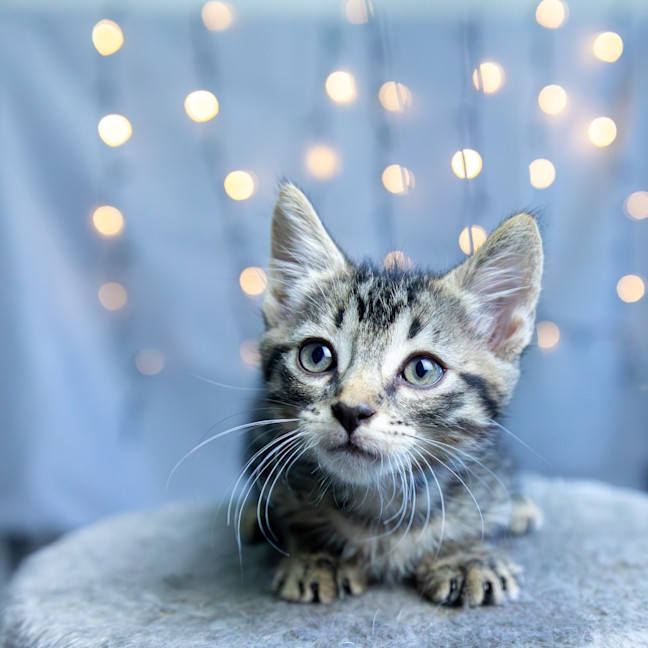 Photo of Ziggy Stardust