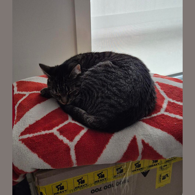 Photo of Tabby Beauty Mabel